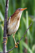 Least Bittern