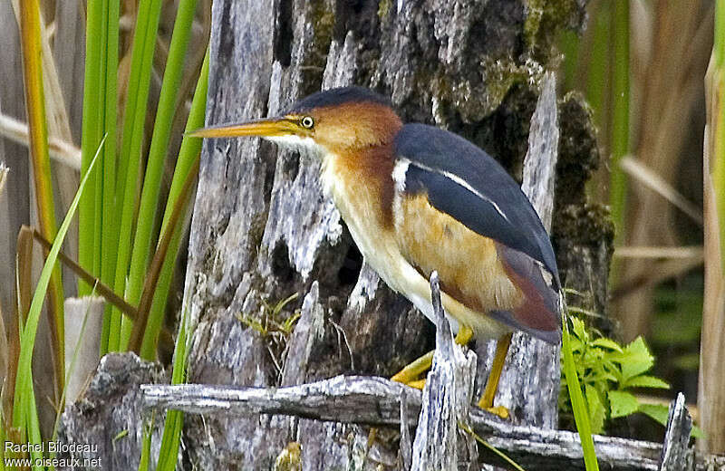 Petit Blongios mâle adulte, identification