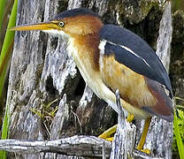 Least Bittern