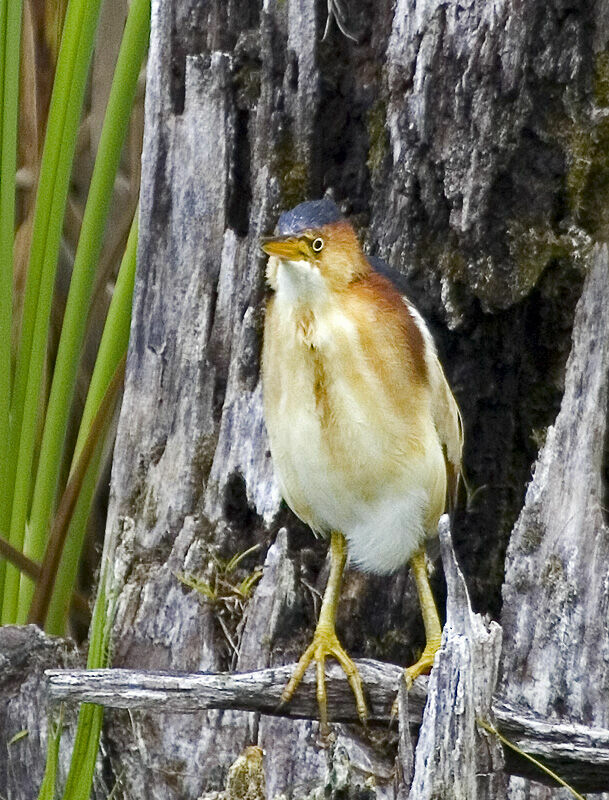 Least Bittern male adult