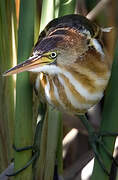 Least Bittern