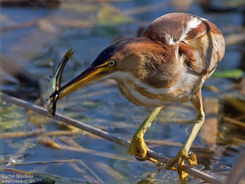 Least Bittern female adult, feeding habits, fishing/hunting