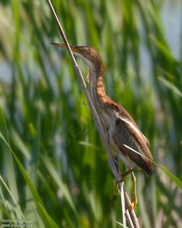 Petit Blongios femelle adulte, identification