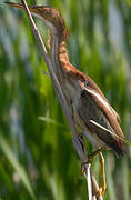 Least Bittern