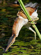 Least Bittern