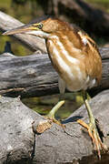 Least Bittern