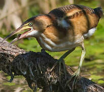 Least Bittern