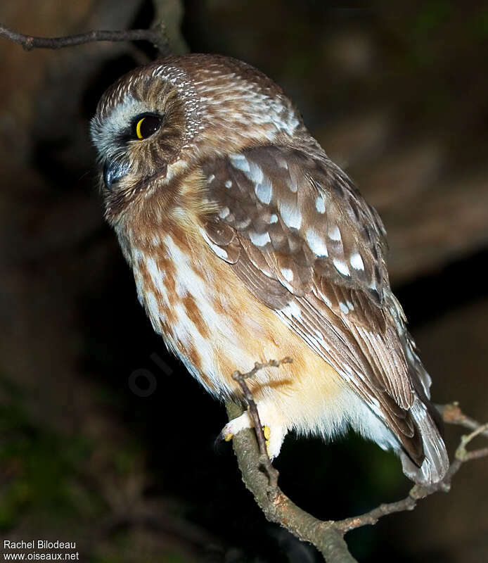 Northern Saw-whet Owl, identification