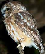 Northern Saw-whet Owl