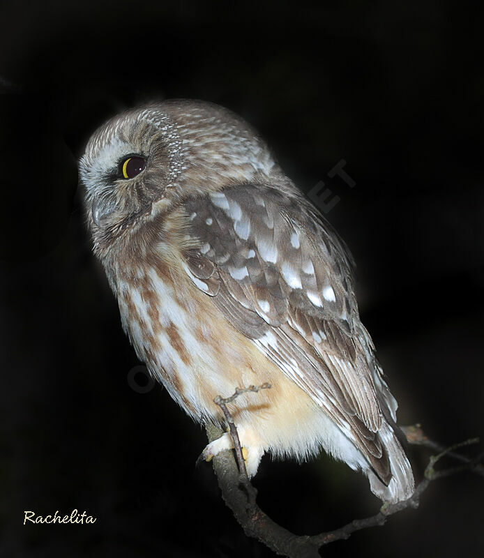 Northern Saw-whet Owl