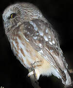 Northern Saw-whet Owl