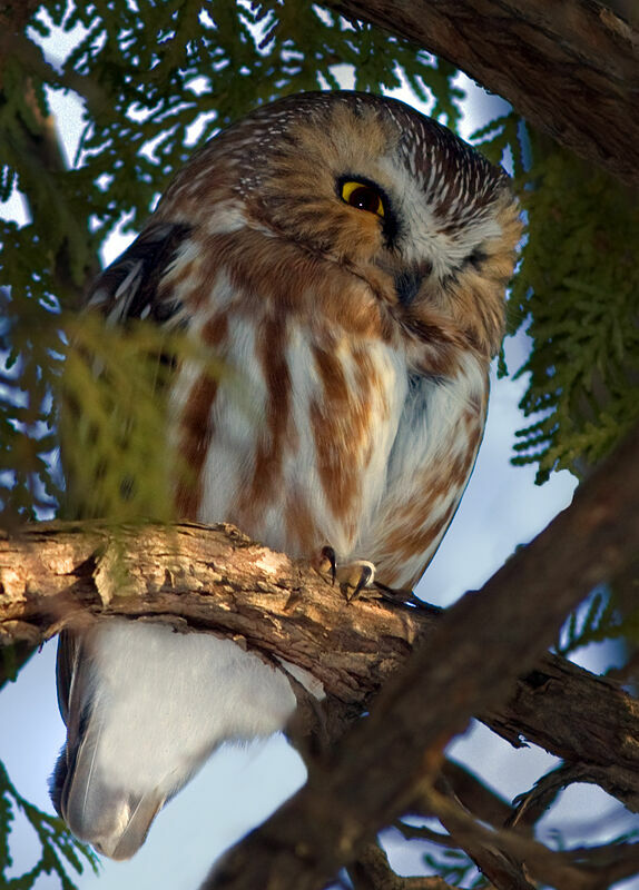 Northern Saw-whet Owl