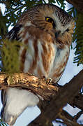 Northern Saw-whet Owl