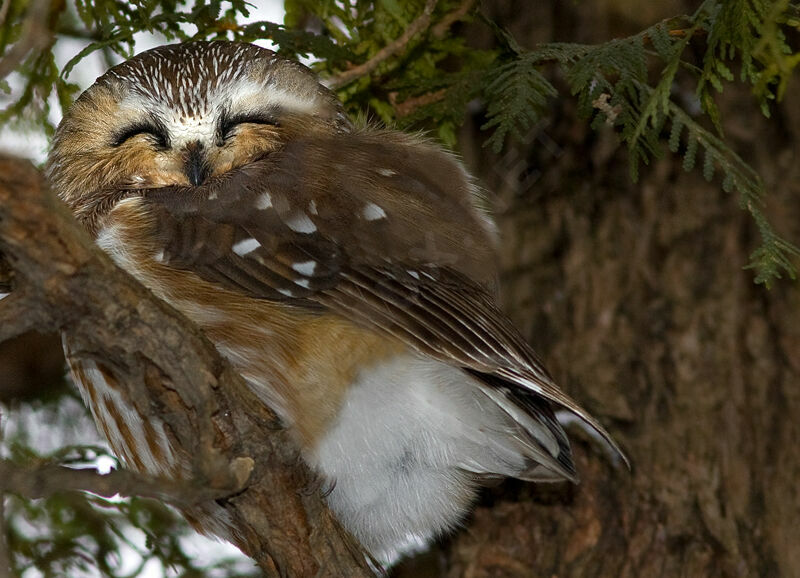 Northern Saw-whet Owl, identification
