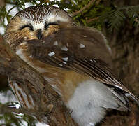 Northern Saw-whet Owl