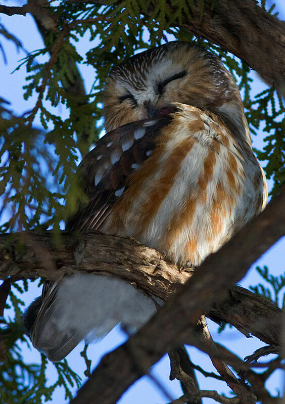 Northern Saw-whet Owl