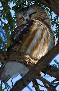 Northern Saw-whet Owl