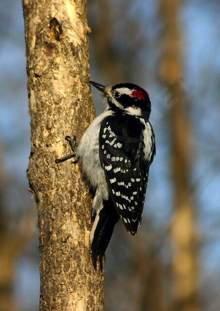 Hairy Woodpecker