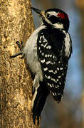 Hairy Woodpecker