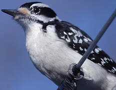 Hairy Woodpecker