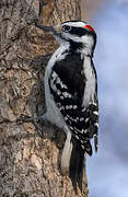 Hairy Woodpecker