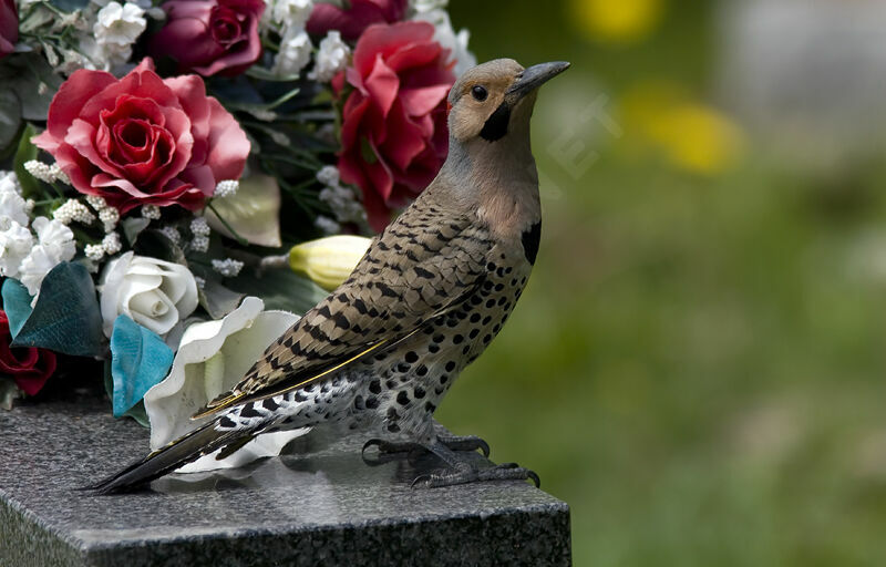 Northern Flicker male