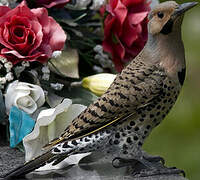 Northern Flicker