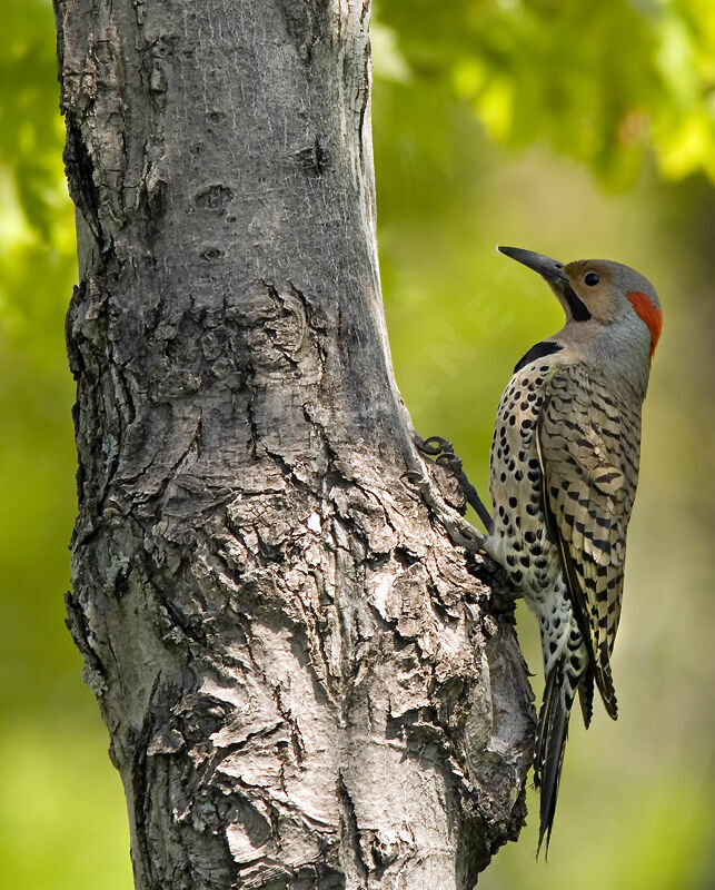 Northern Flicker male