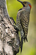 Northern Flicker