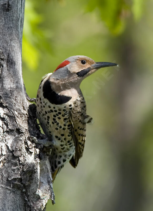 Northern Flicker male