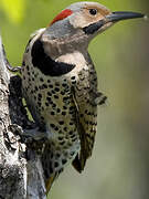 Northern Flicker