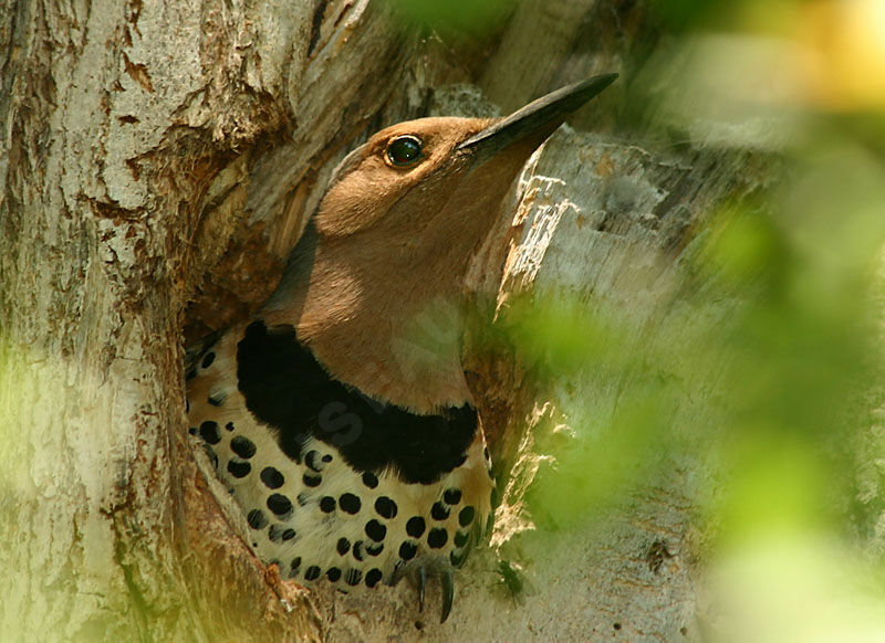 Northern Flicker