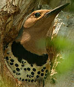 Northern Flicker