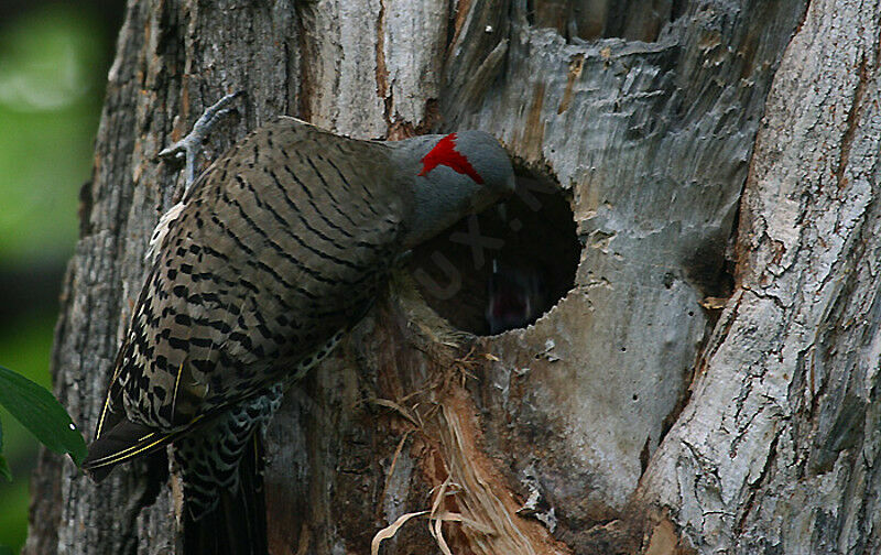 Northern Flicker