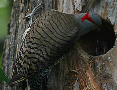 Northern Flicker