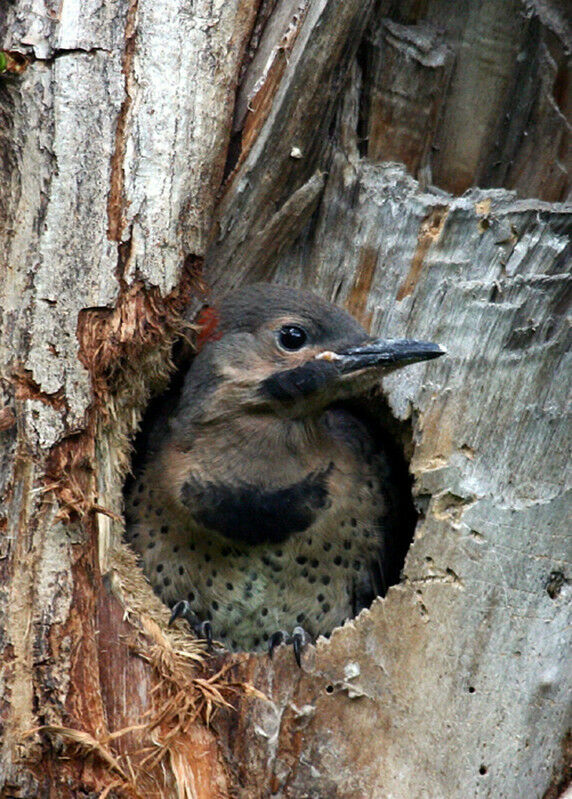 Northern Flicker