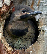 Northern Flicker