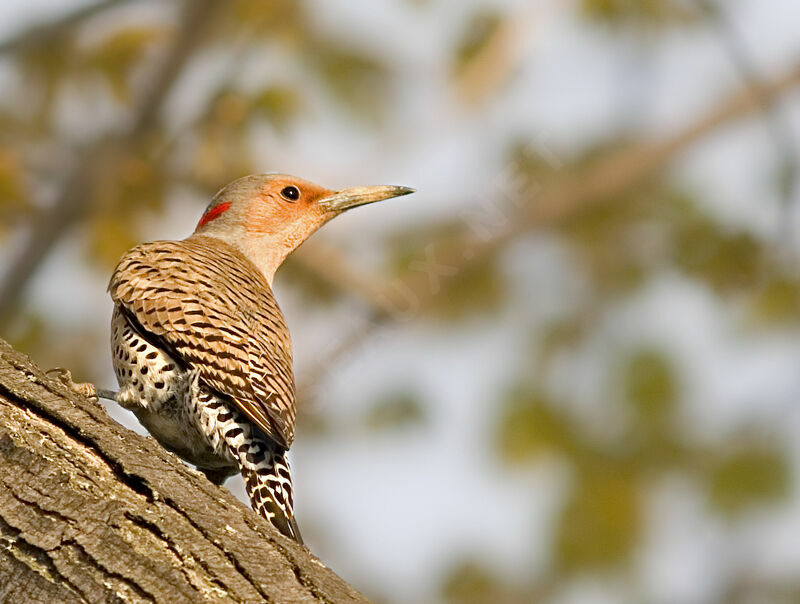 Northern Flicker female adult