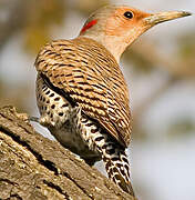 Northern Flicker