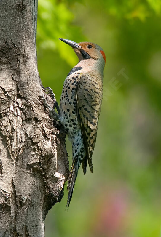 Northern Flicker male