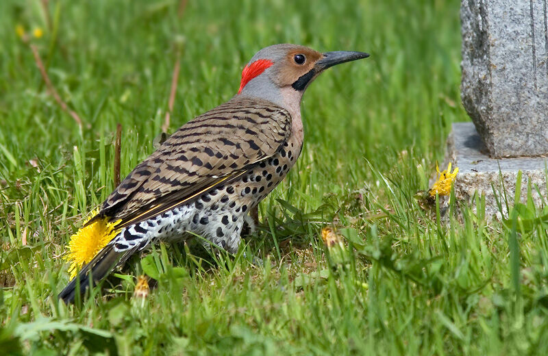 Northern Flicker