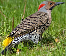 Northern Flicker