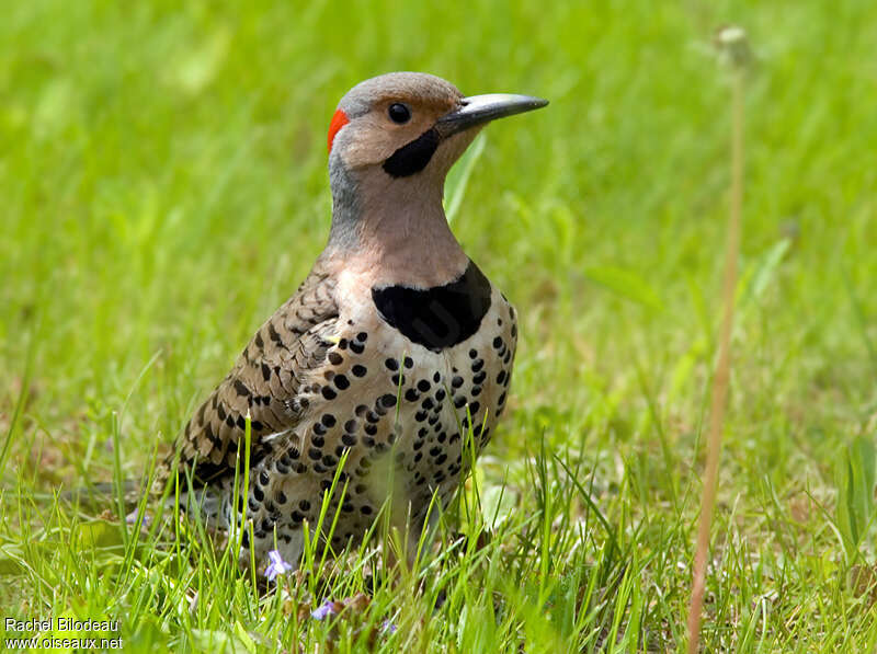 Northern Flicker male, close-up portrait