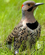 Northern Flicker