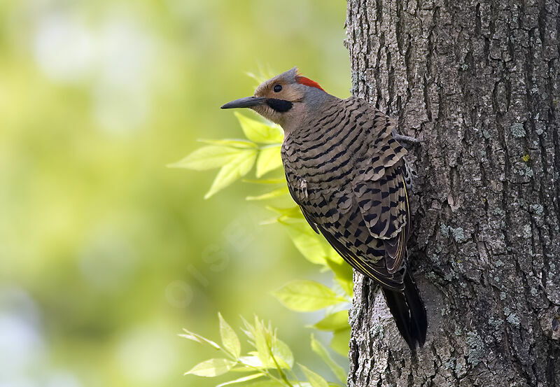 Northern Flicker