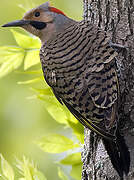 Northern Flicker