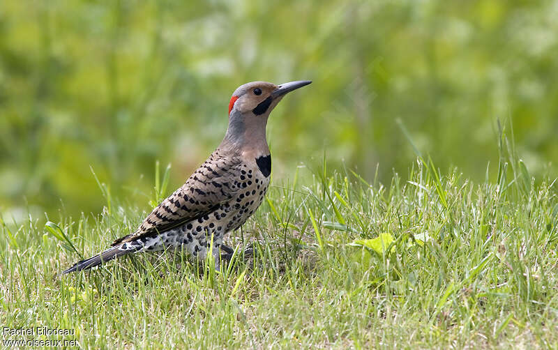 Northern Flicker male adult breeding, identification