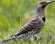 Northern Flicker