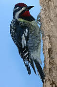 Yellow-bellied Sapsucker