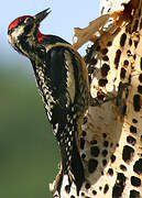 Yellow-bellied Sapsucker